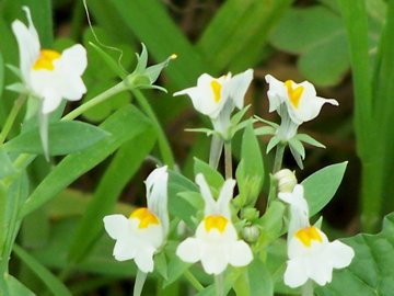 Differenza tra 2  Linarie - Linaria reflexa